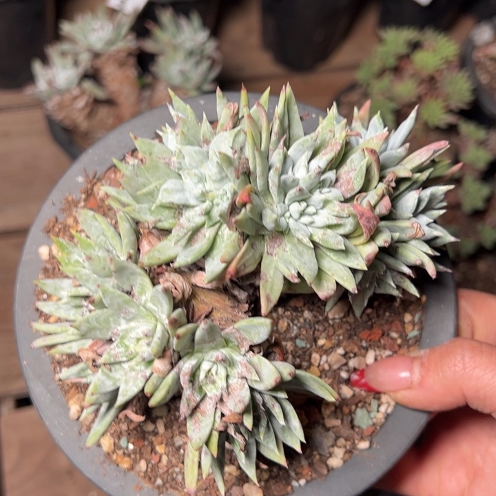 806哈哈哈哈哈哈哈哈