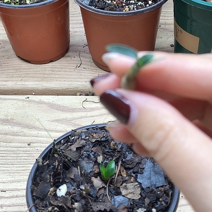 完全开放君子兰君子兰君子兰