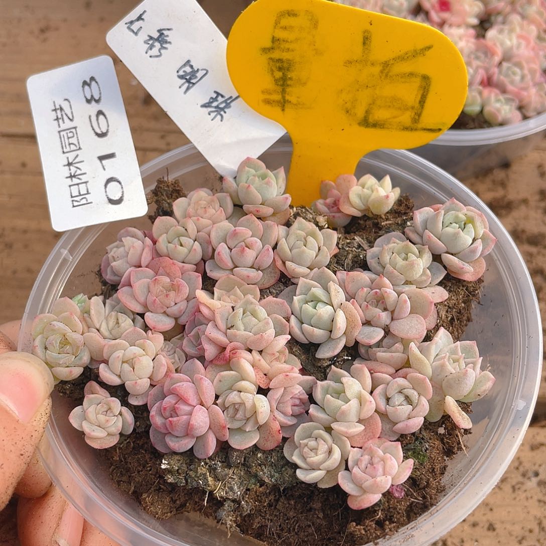 量拍多肉植物多肉植物168