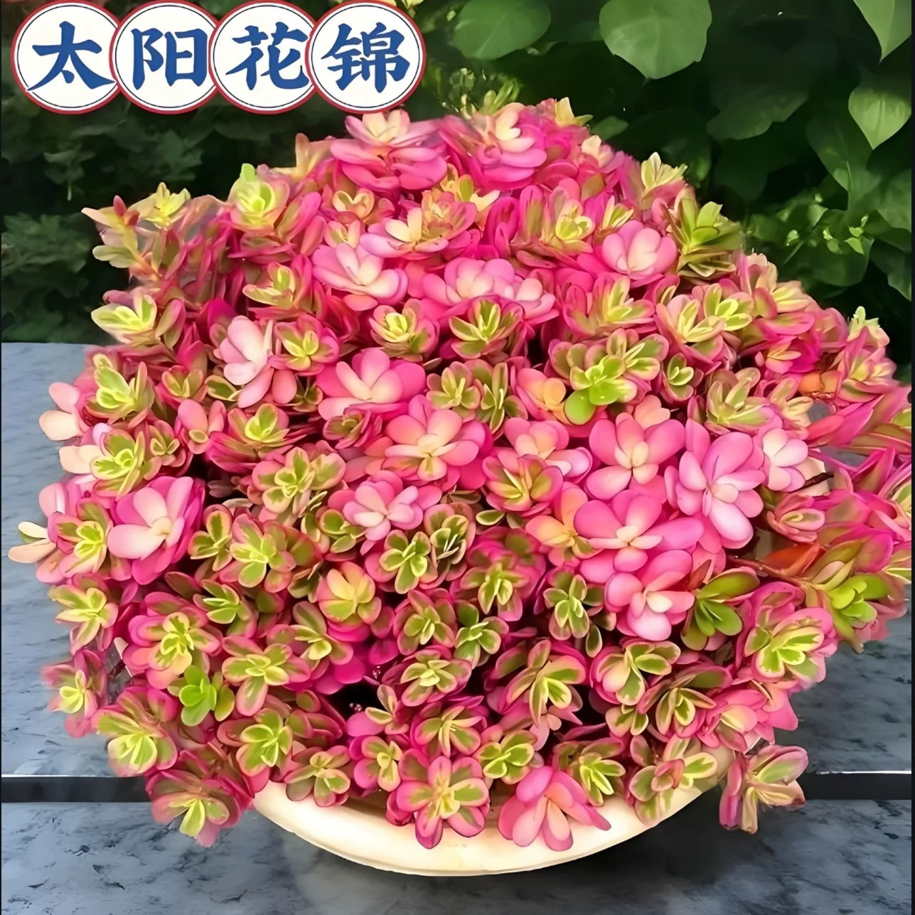 太阳花锦叶单瓣彩虹马齿苋耐旱耐热耐晒趣味窗台阳台皮实好养盆栽