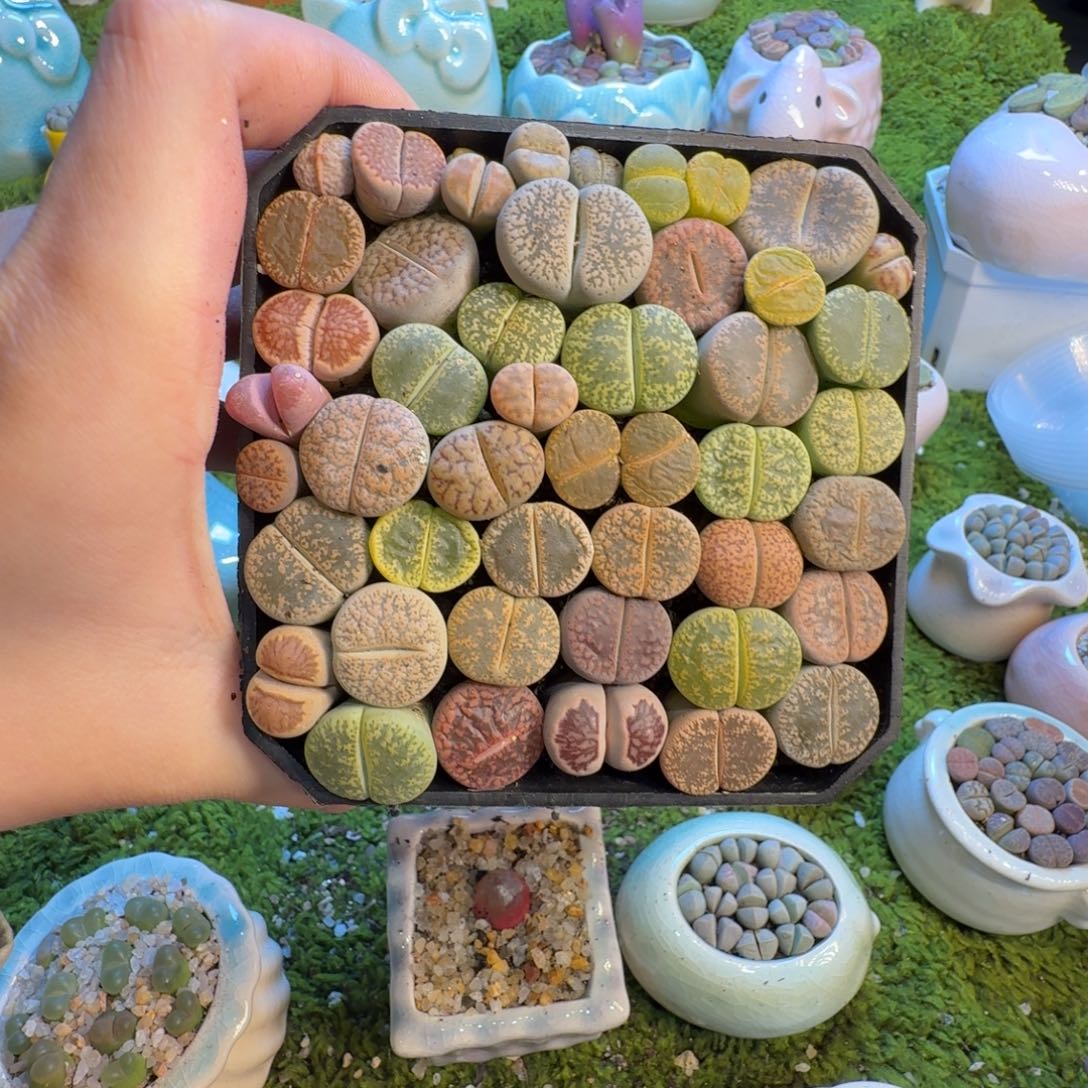 叶****多肉葡萄的味道真的1413