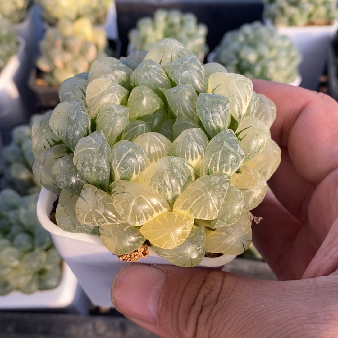 一颗湖水玉露锦 元旦福利