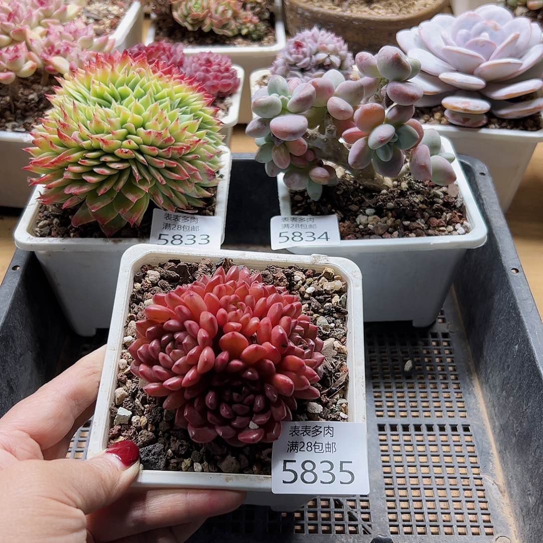 9号我们的确是一5835