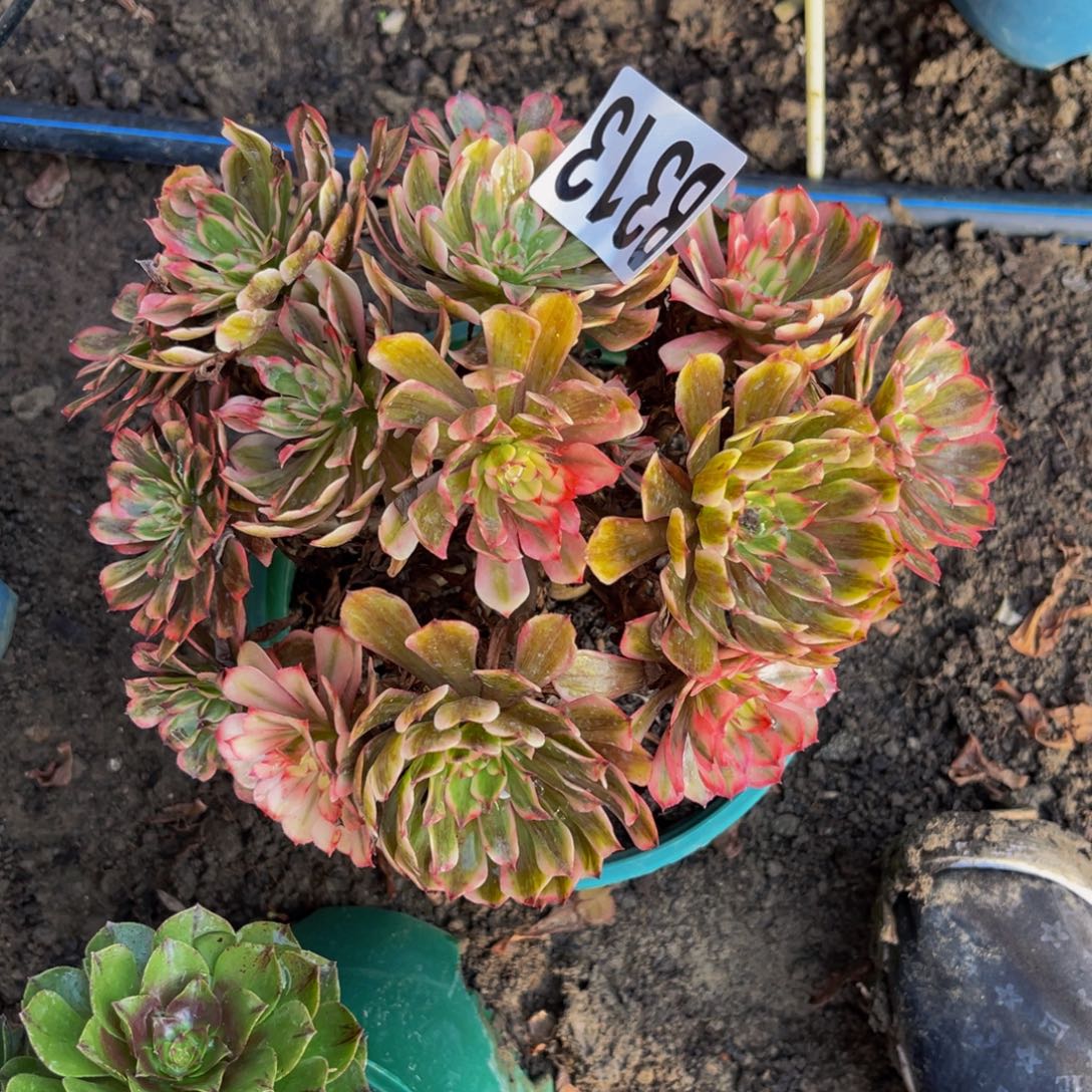 梦境法师16-//—47包邮