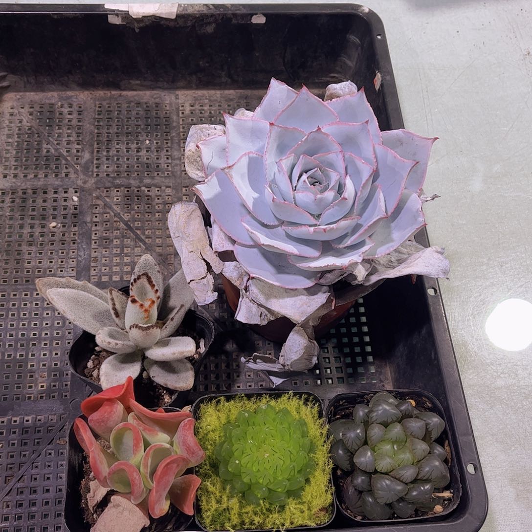 多肉946多肉植物，