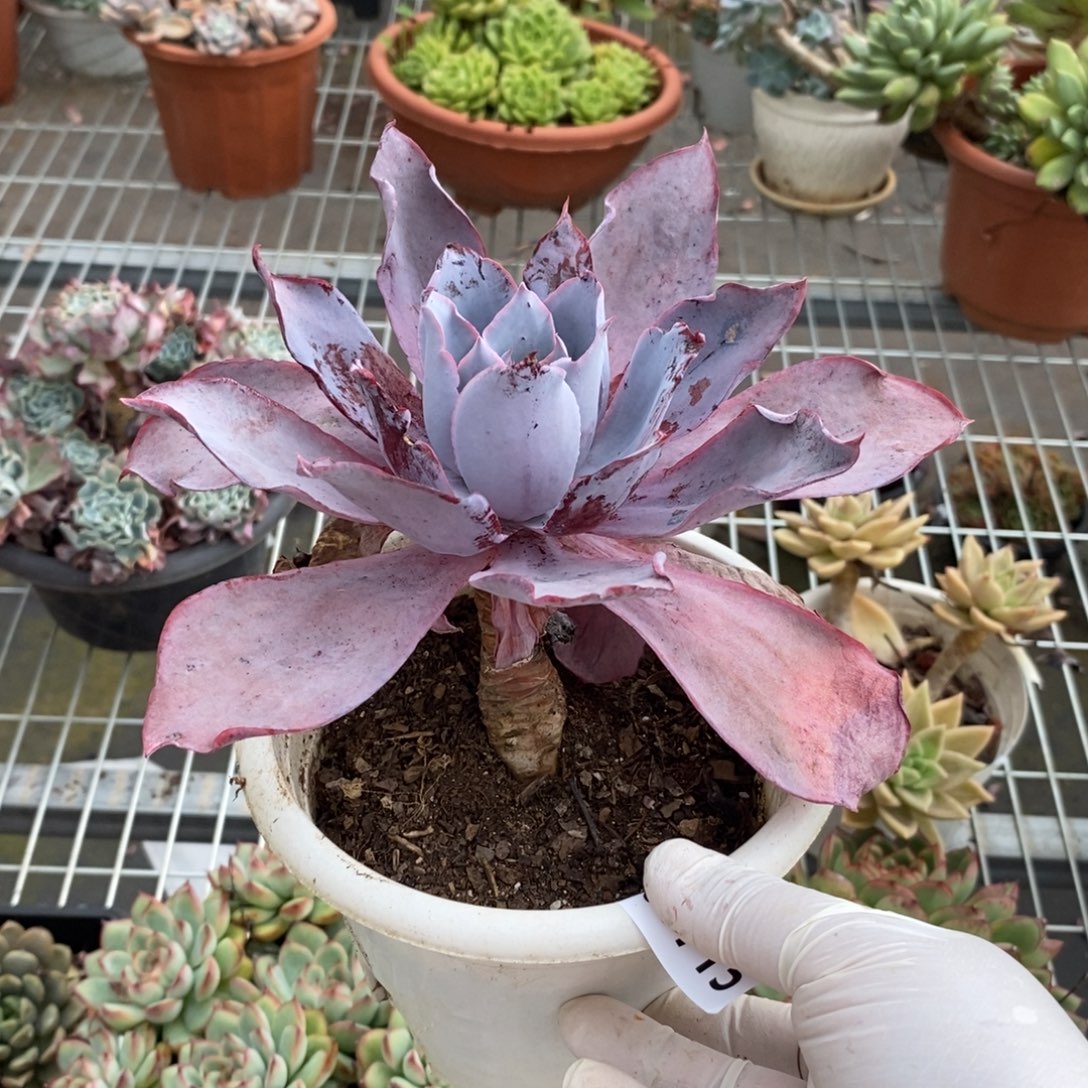 5715晚霞仙子一物一拍