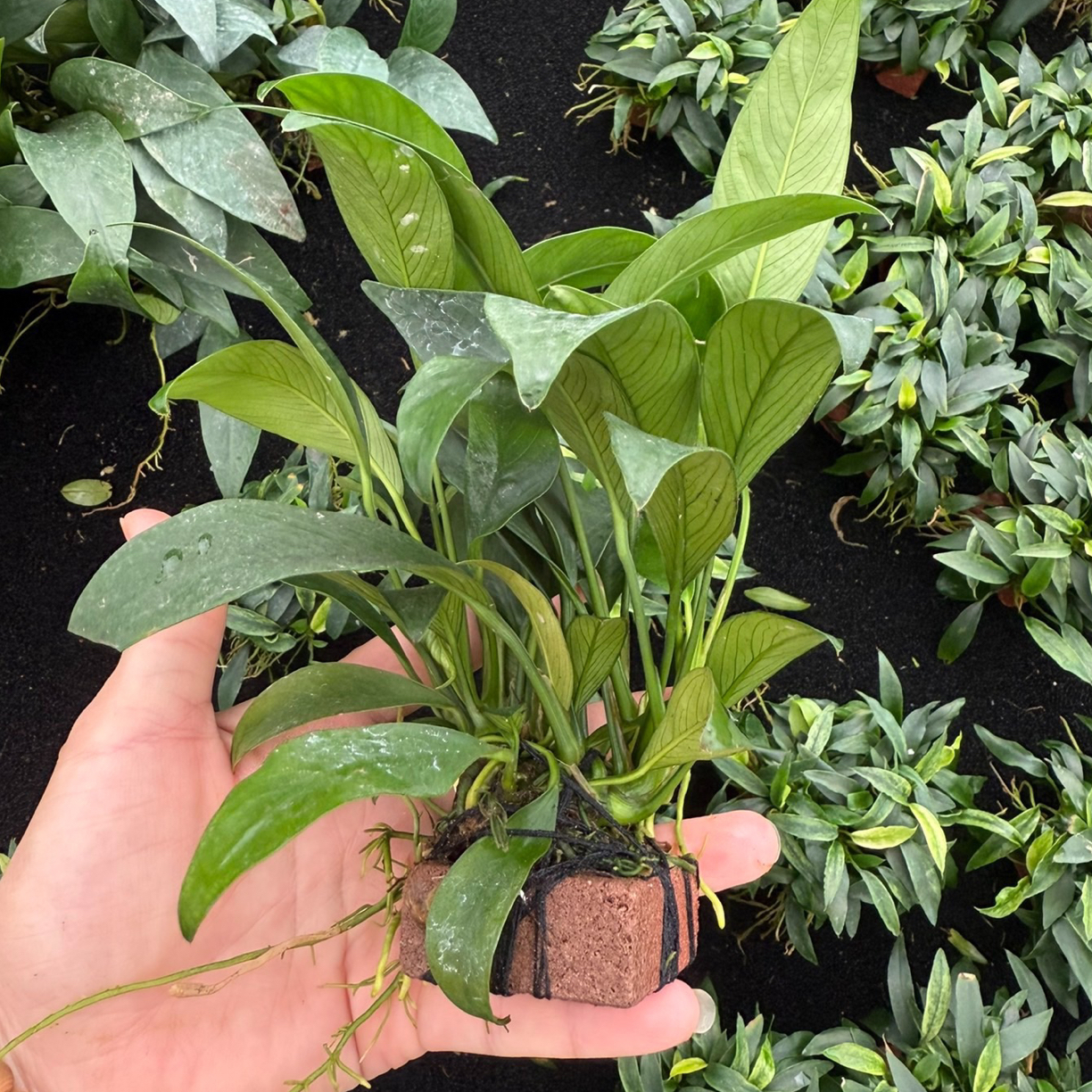 火山石燕尾榕水榕水草鱼缸造景阴性水草小水榕水草