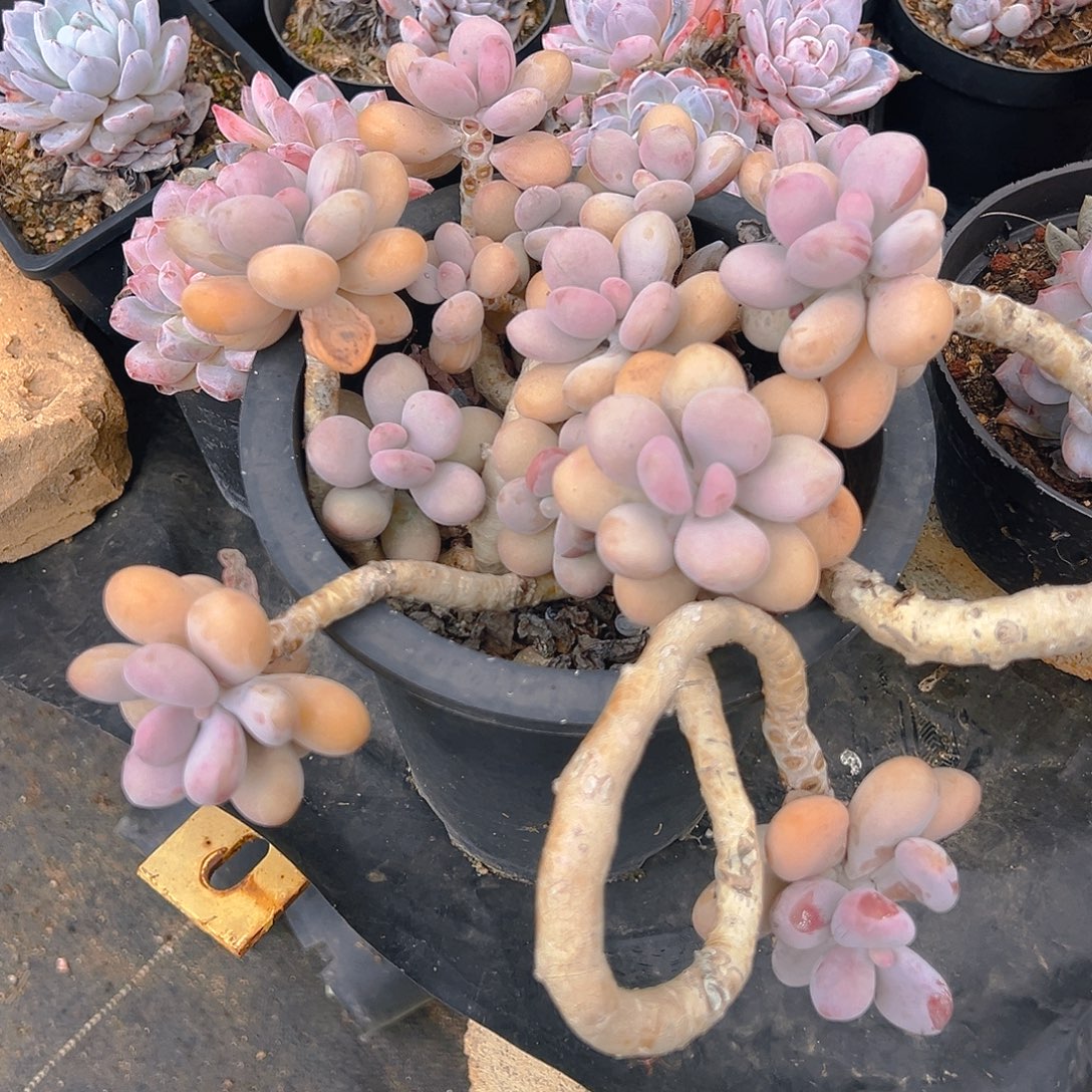 精品多肉淘蛋十月份发货