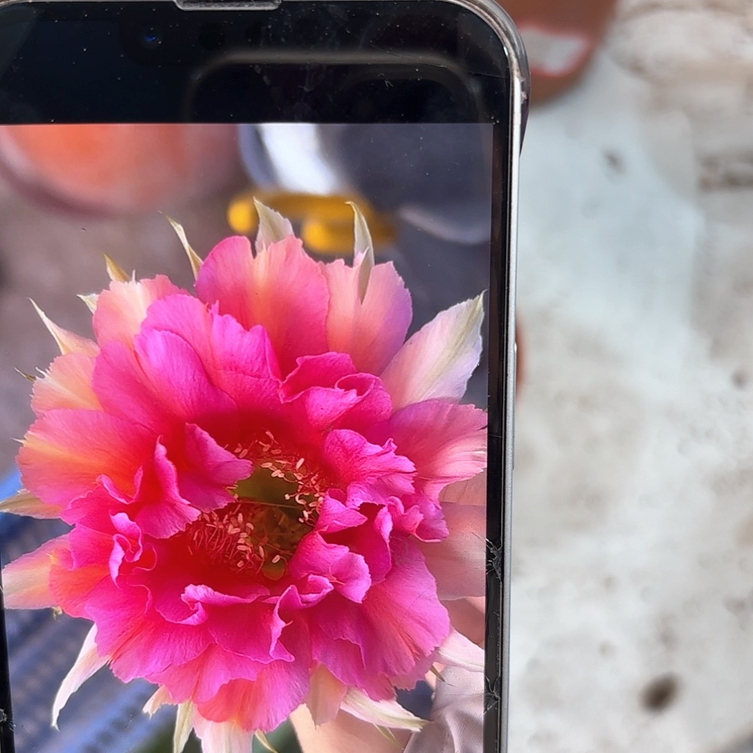 金刚桃花洛7公分左右