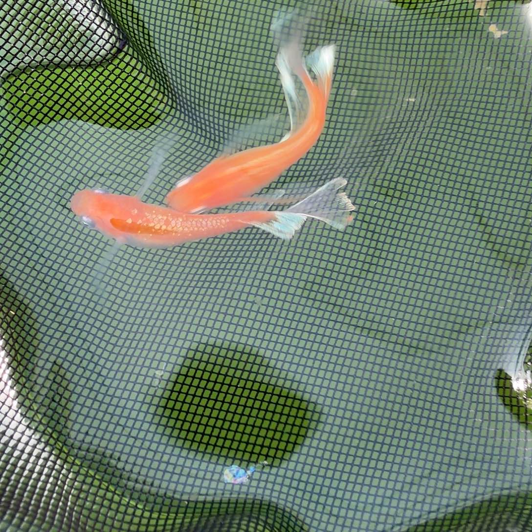 青鳉鱼编号 7 木红赤壁真长鳍一对