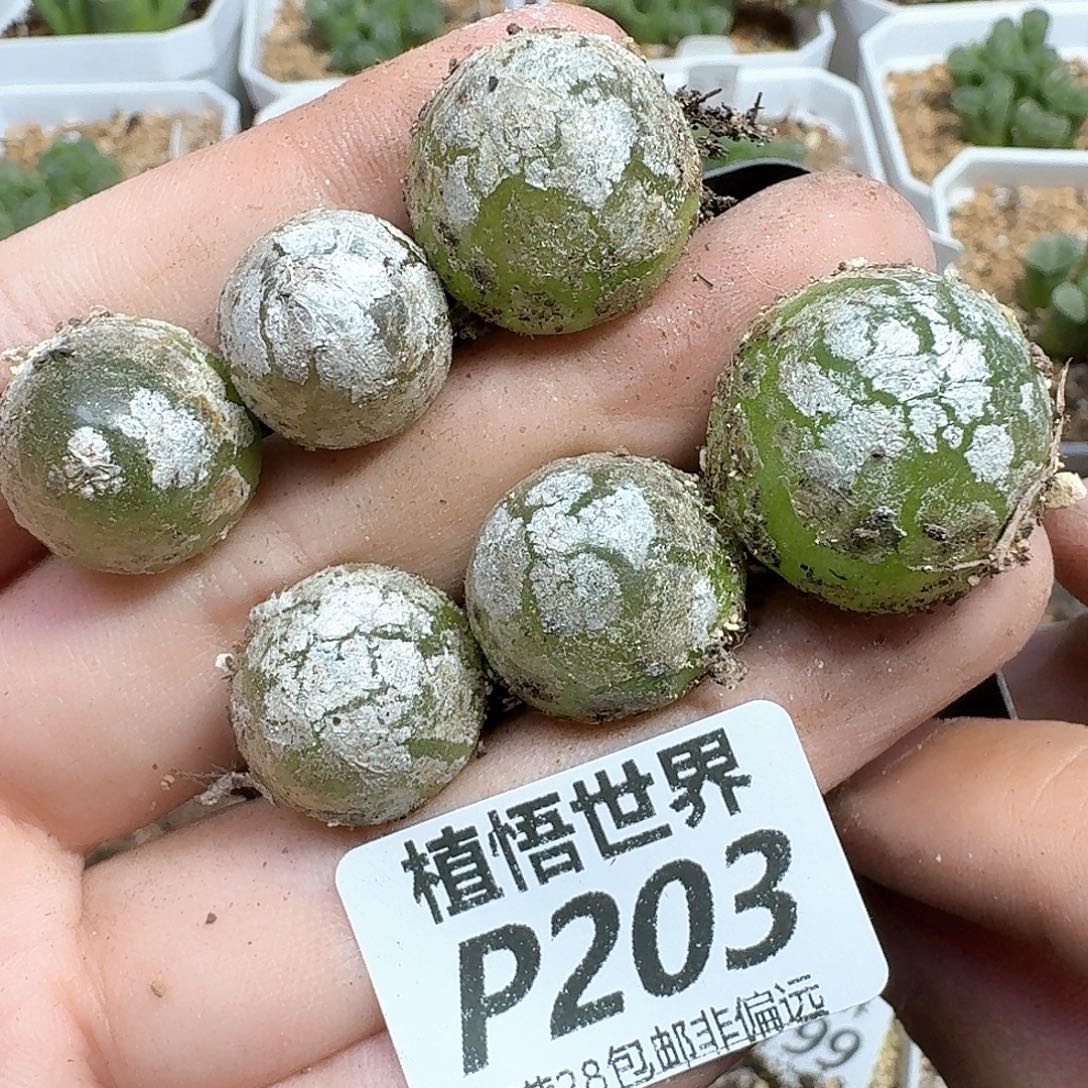 多肉植物的润泽发发