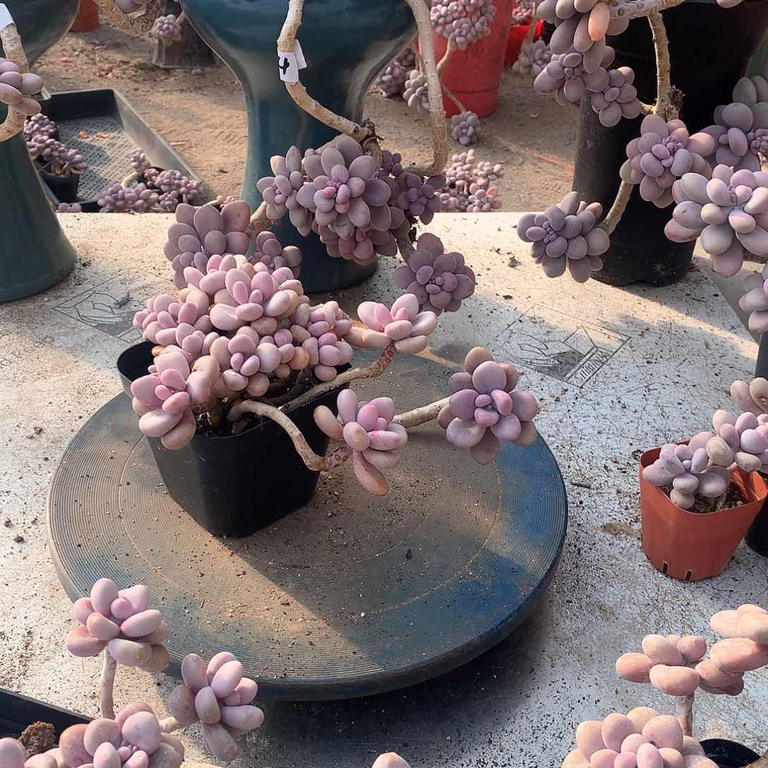 22一物一拍桃蛋老桩