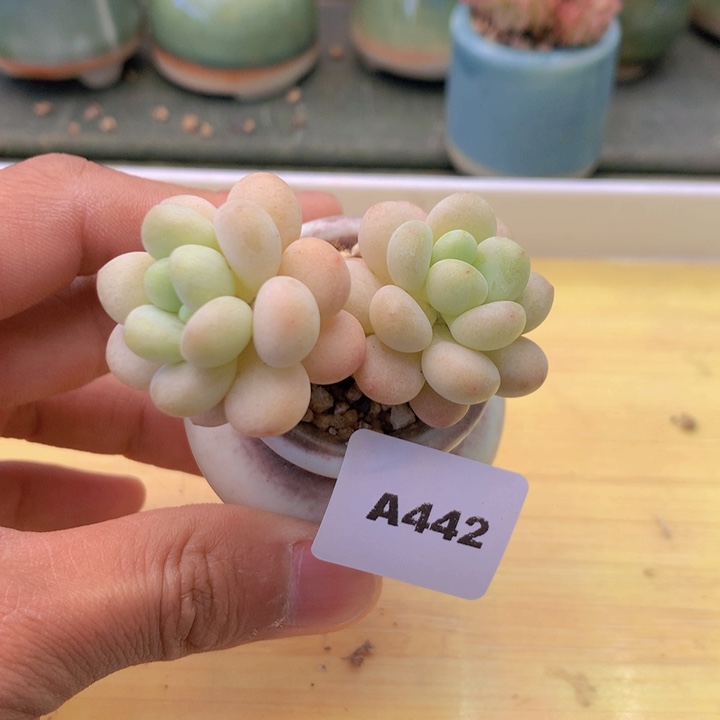 一物一拍满38包邮 442