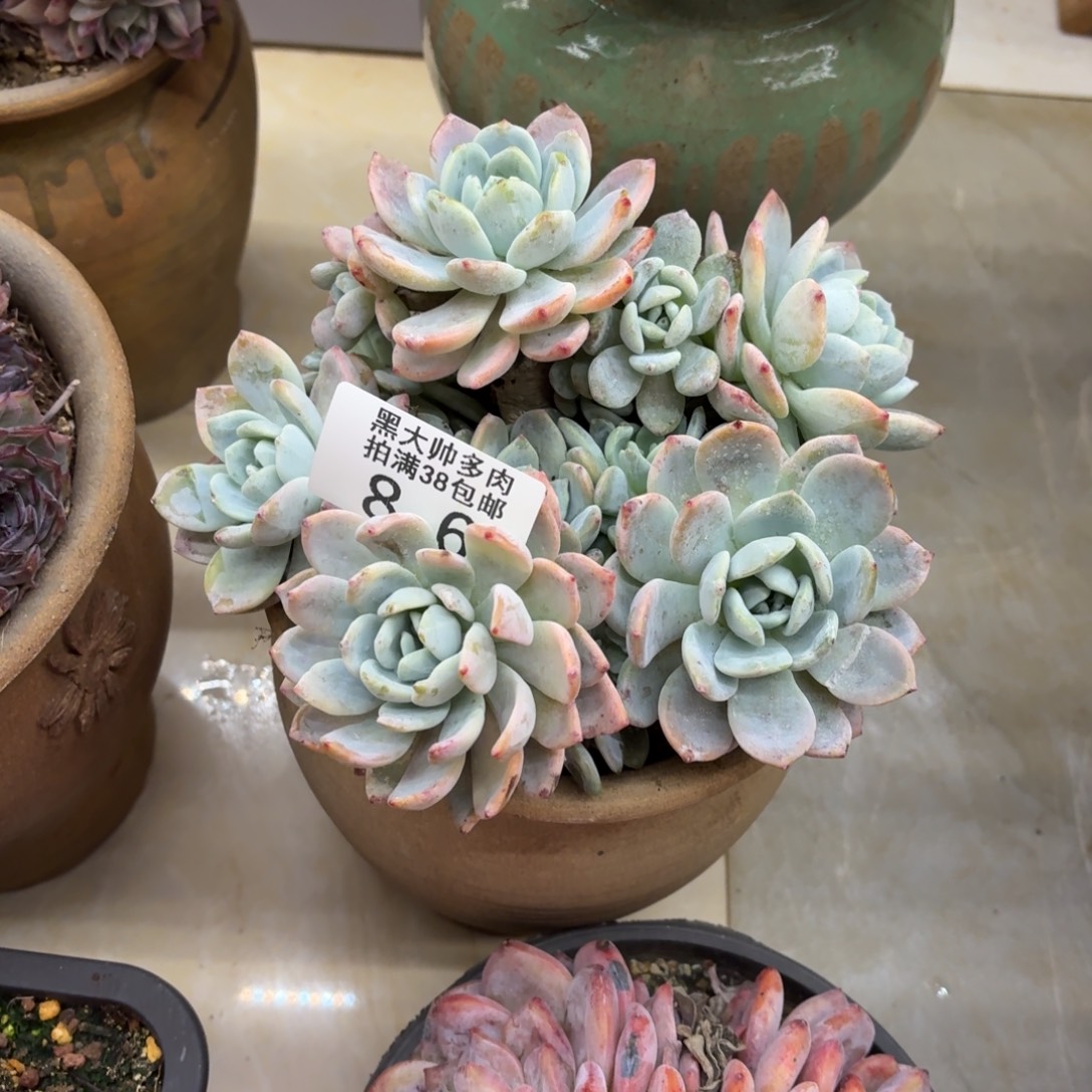 展***了黑大帅多肉86冷香