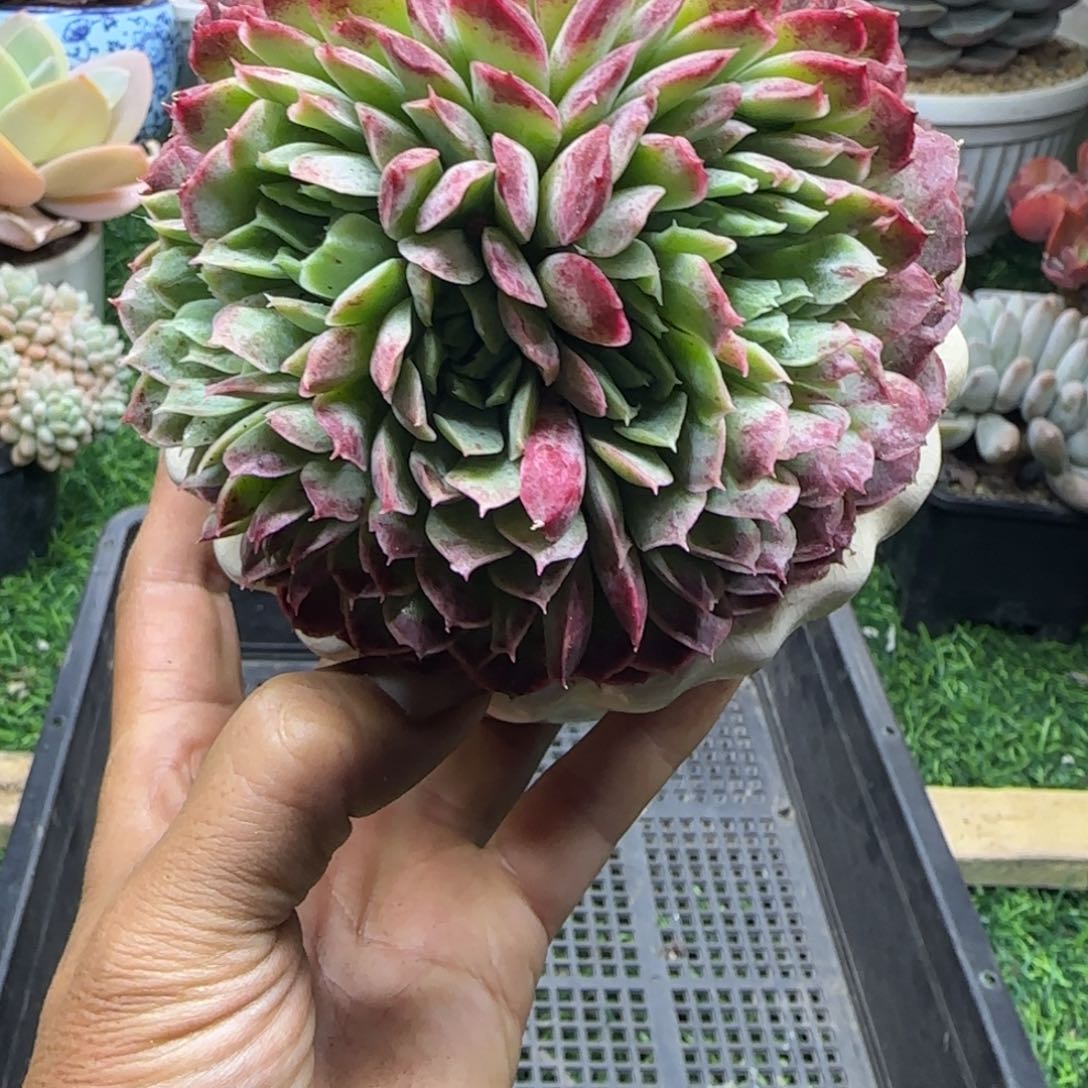 锦安精品多肉植物编号305