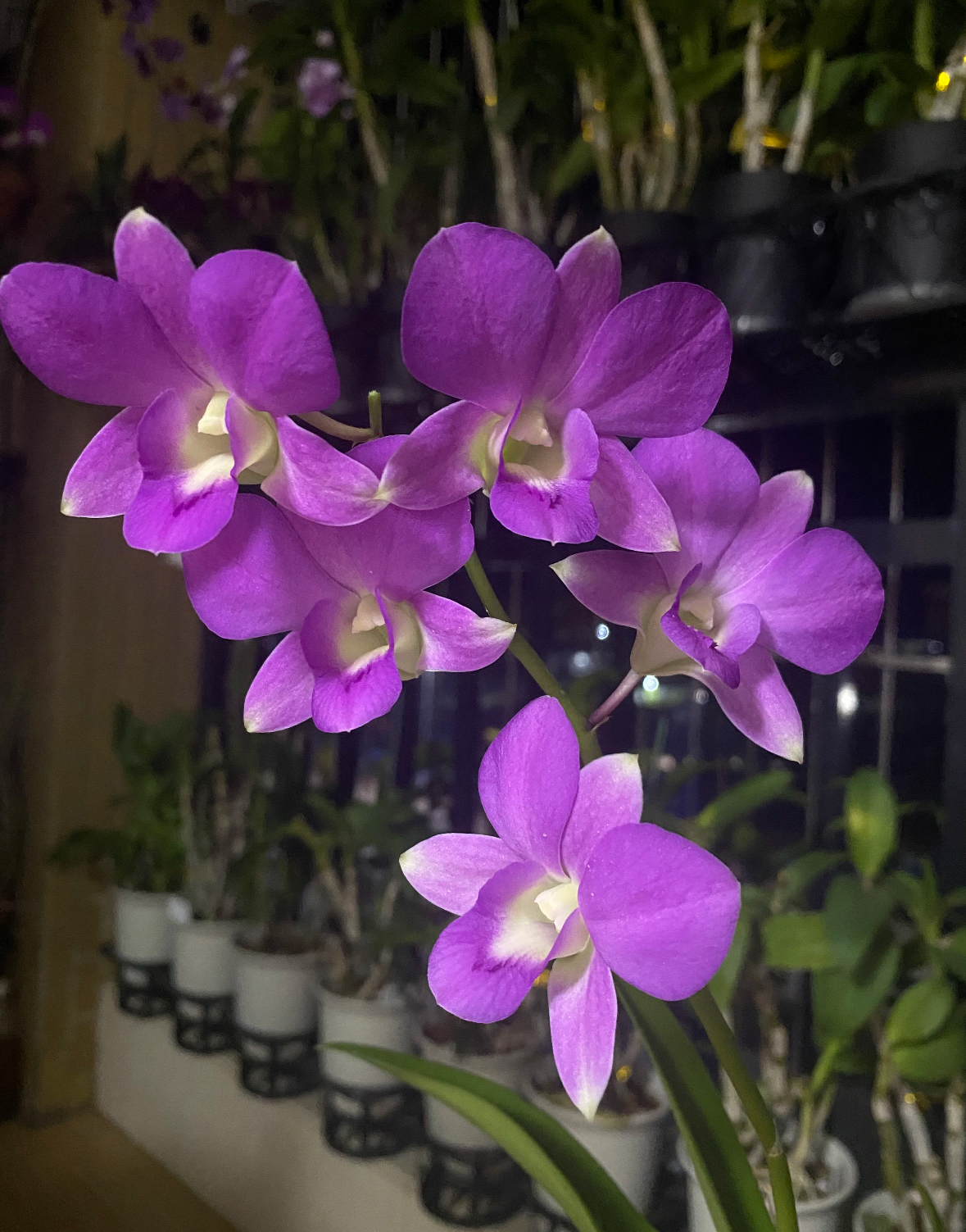 红霞石斛兰秋石斛带花带花苞发货
