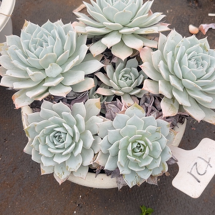 笨***6两单包邮，一物一拍21