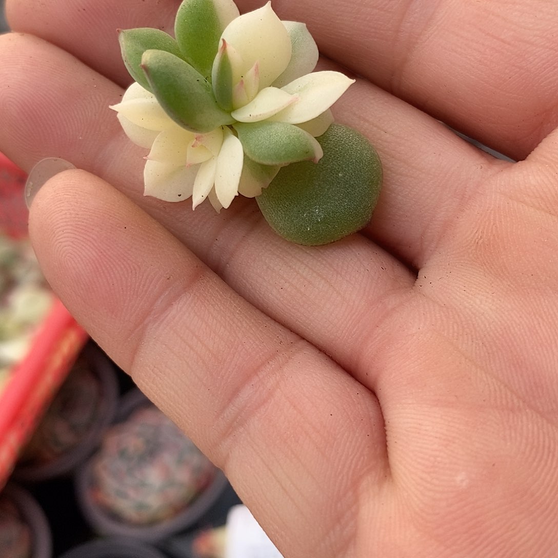 1318三文鱼锦多肉植物哇啦塞