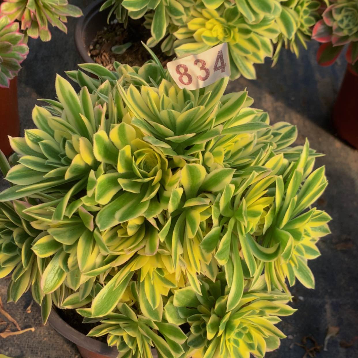 【闪购商品】834颜哦宁多肉