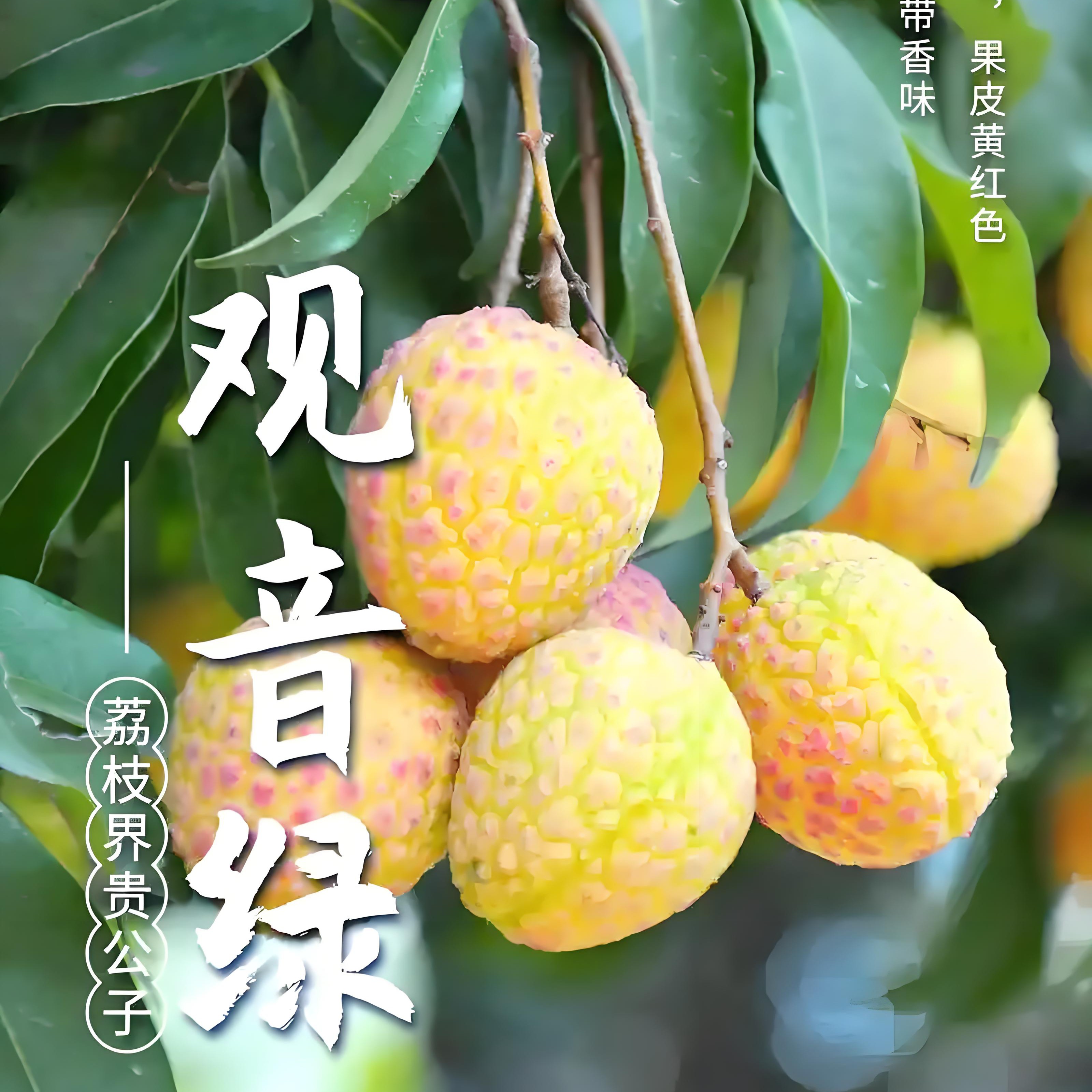 正宗高端青皮广东观音山观音绿荔枝嫁接树苗带土带叶果树荔枝树