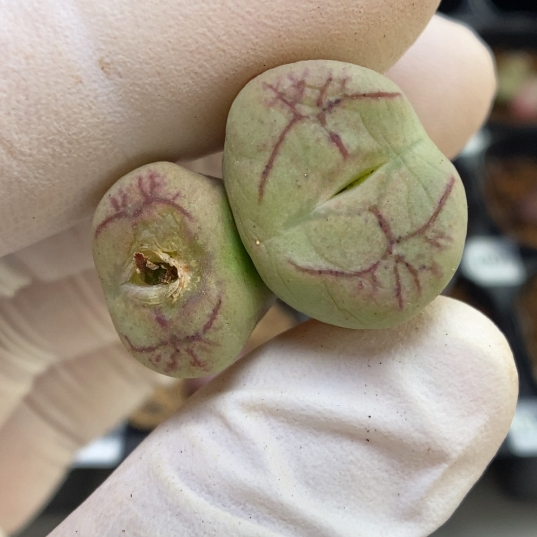 多肉植物肉锥杂交K-650