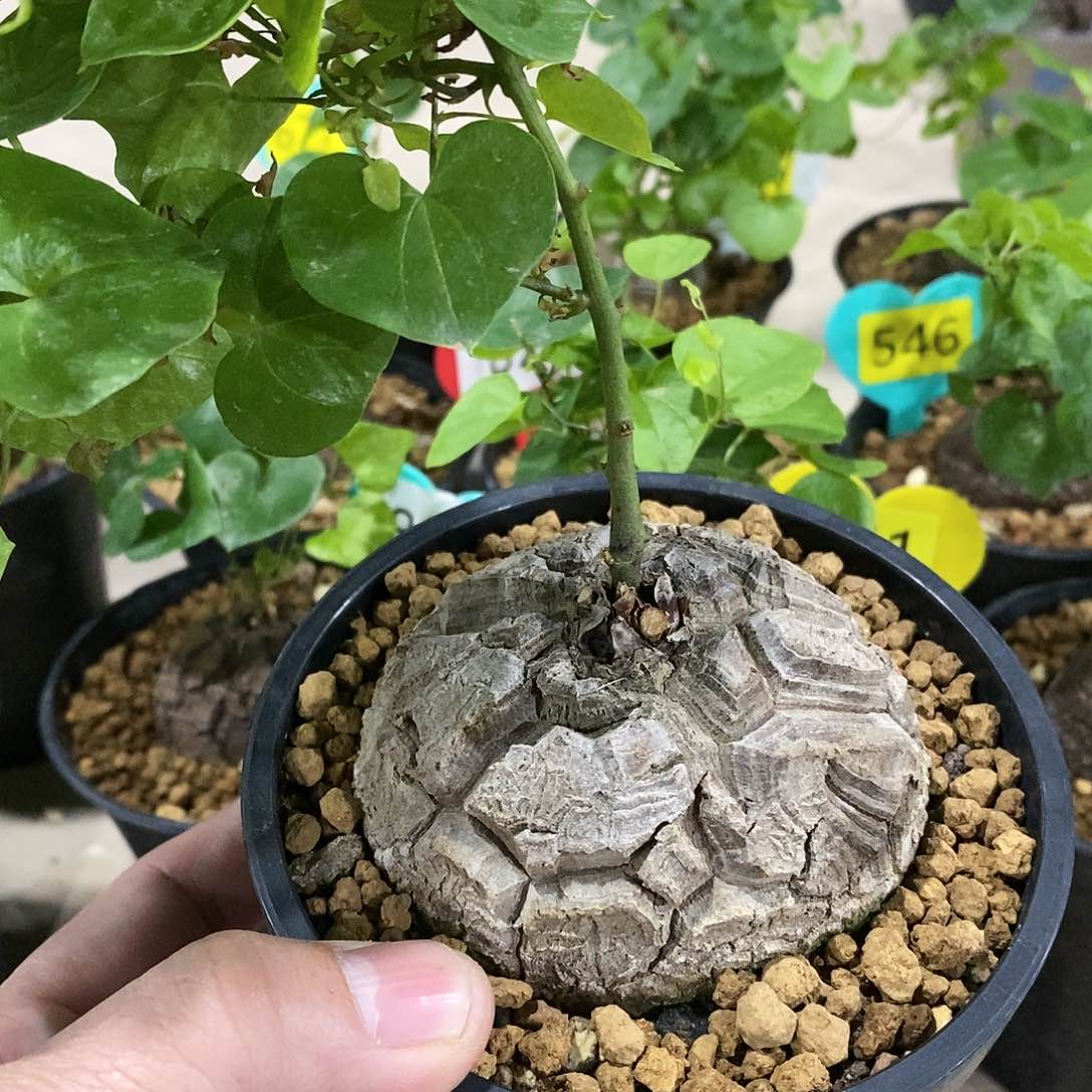 南非龟甲龙龟甲龙