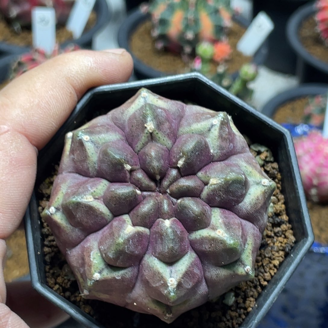 当前无花朵，栽培后可花朵梦想