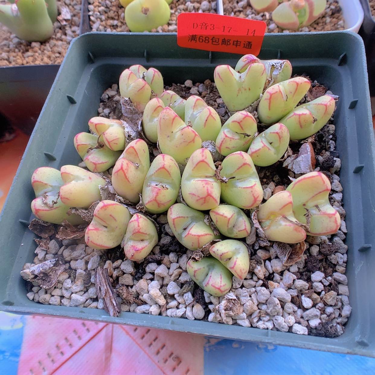 【闪购商品】3-17-14 少将杂一盆特150