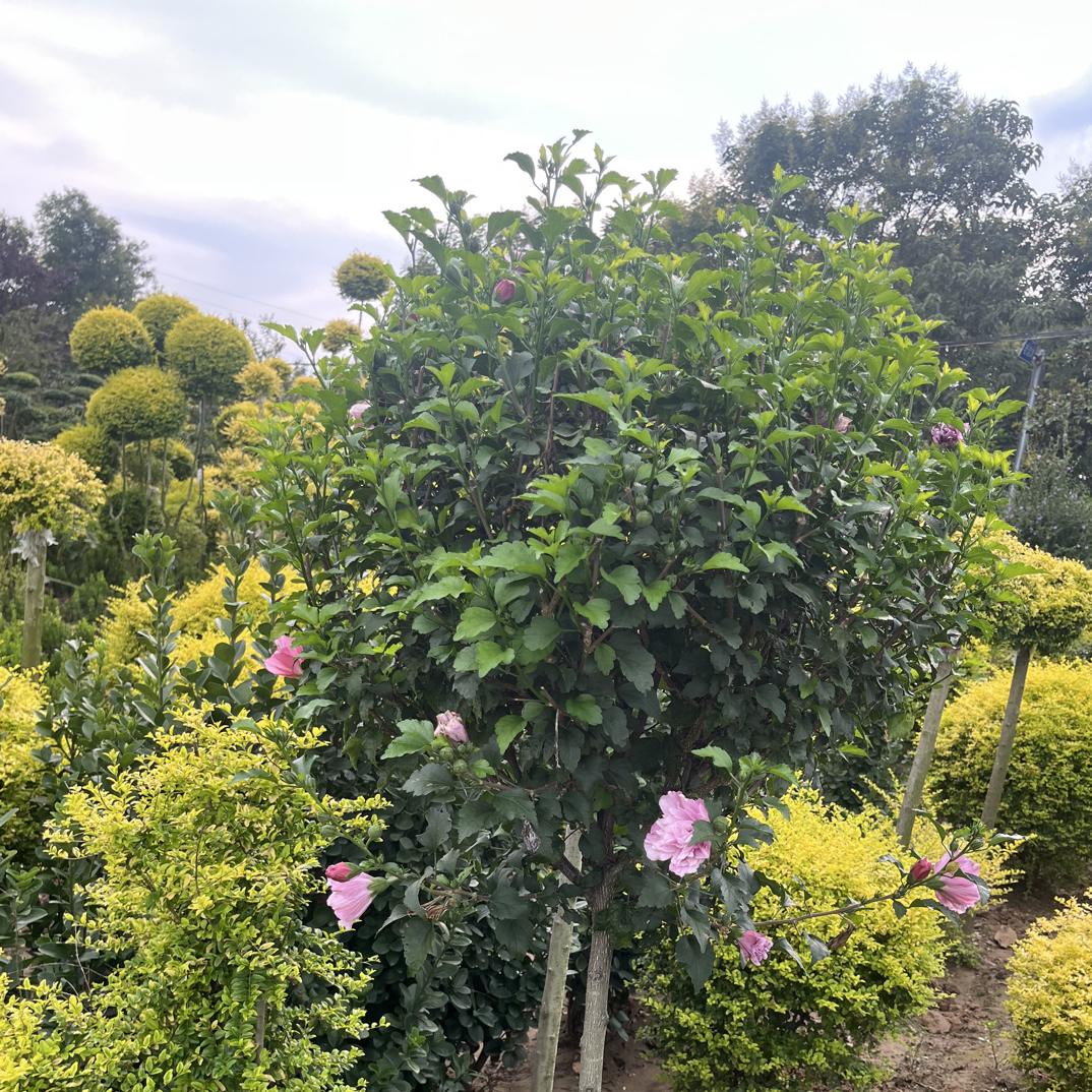木槿花树苗重瓣大苗阳台庭院盆栽地栽耐寒四季开花