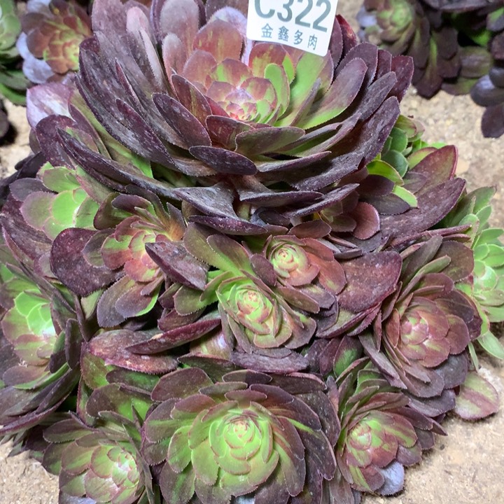 322多肉植物一物一拍