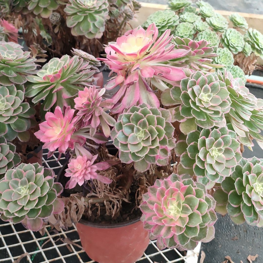 多肉法师锦万花筒法师