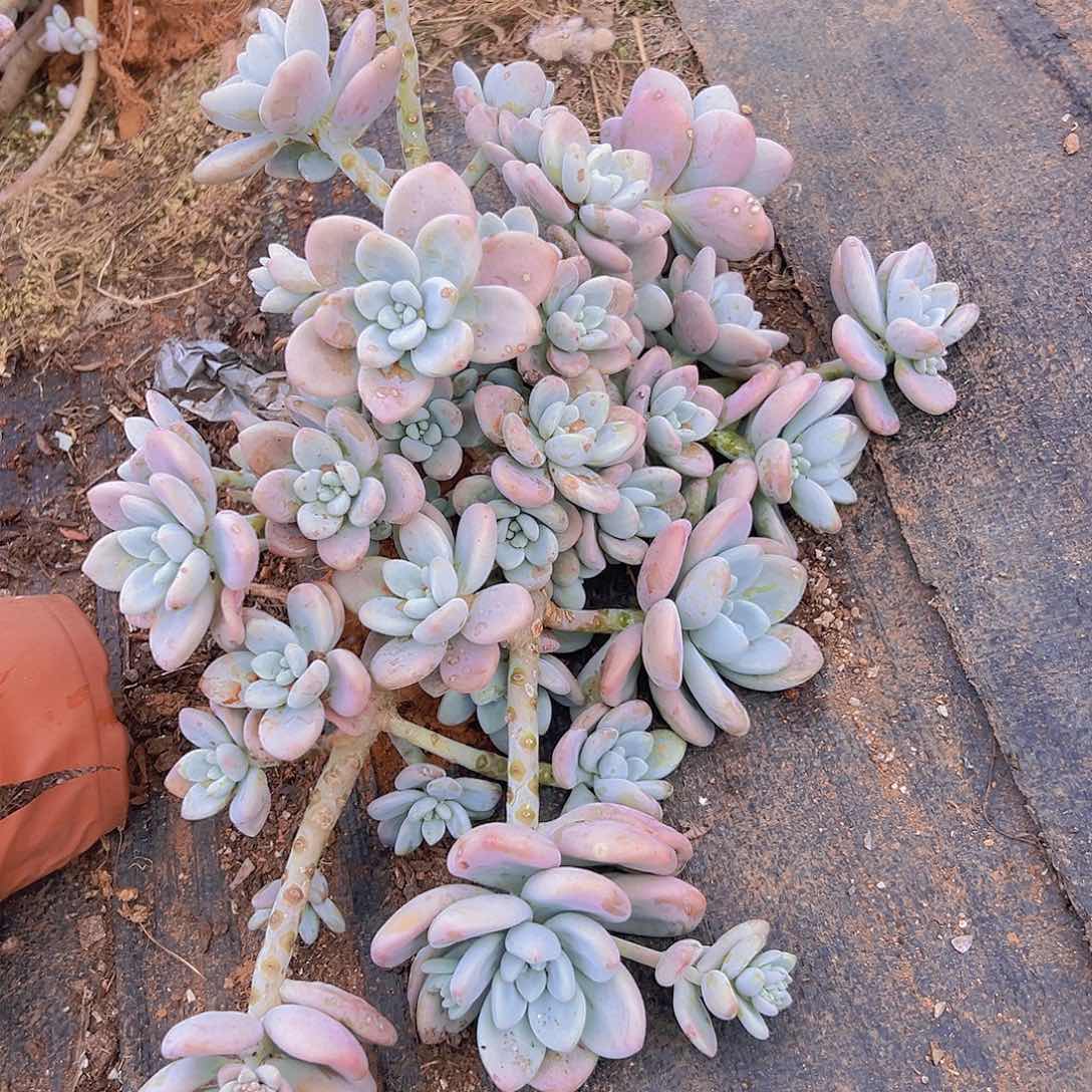 洛神多肉2棵发货