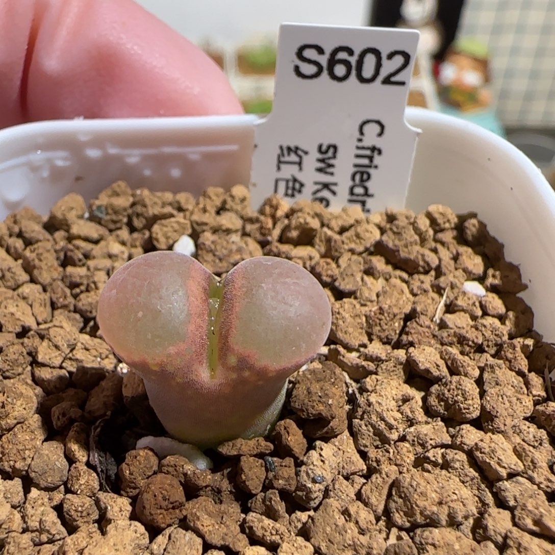 往***风肉锥多肉植物组合-50km肯哈德有疤587