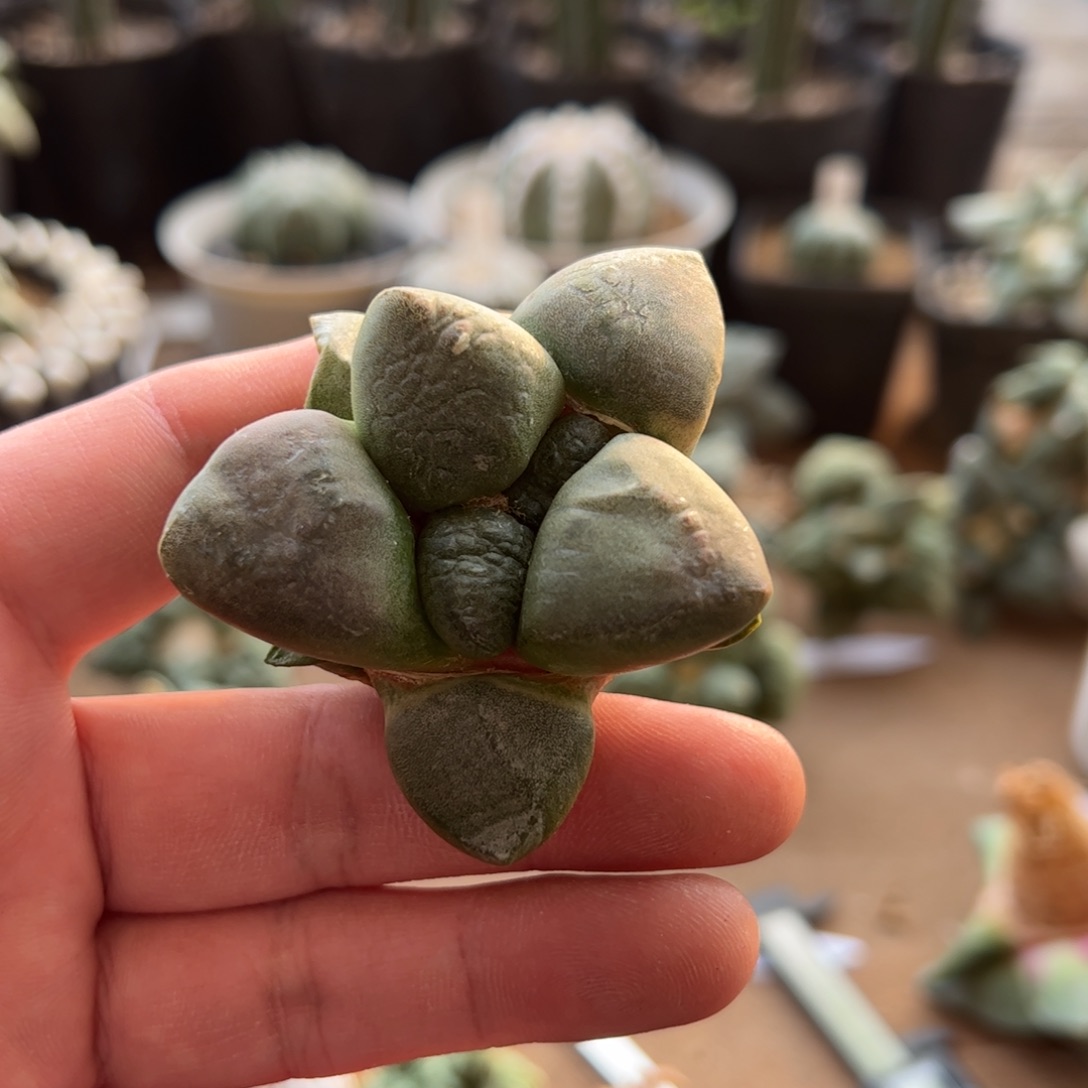 无花朵实生连山6cm