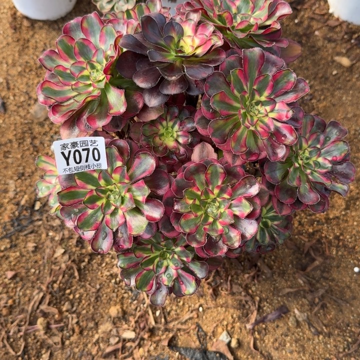 070冰激凌官服25左右2