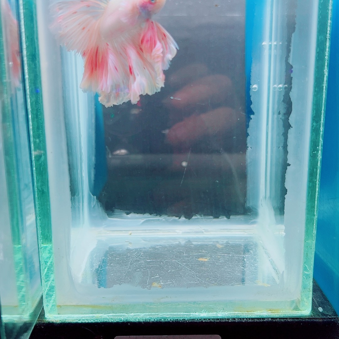 亦****斗鱼赤道斗鱼水族馆
