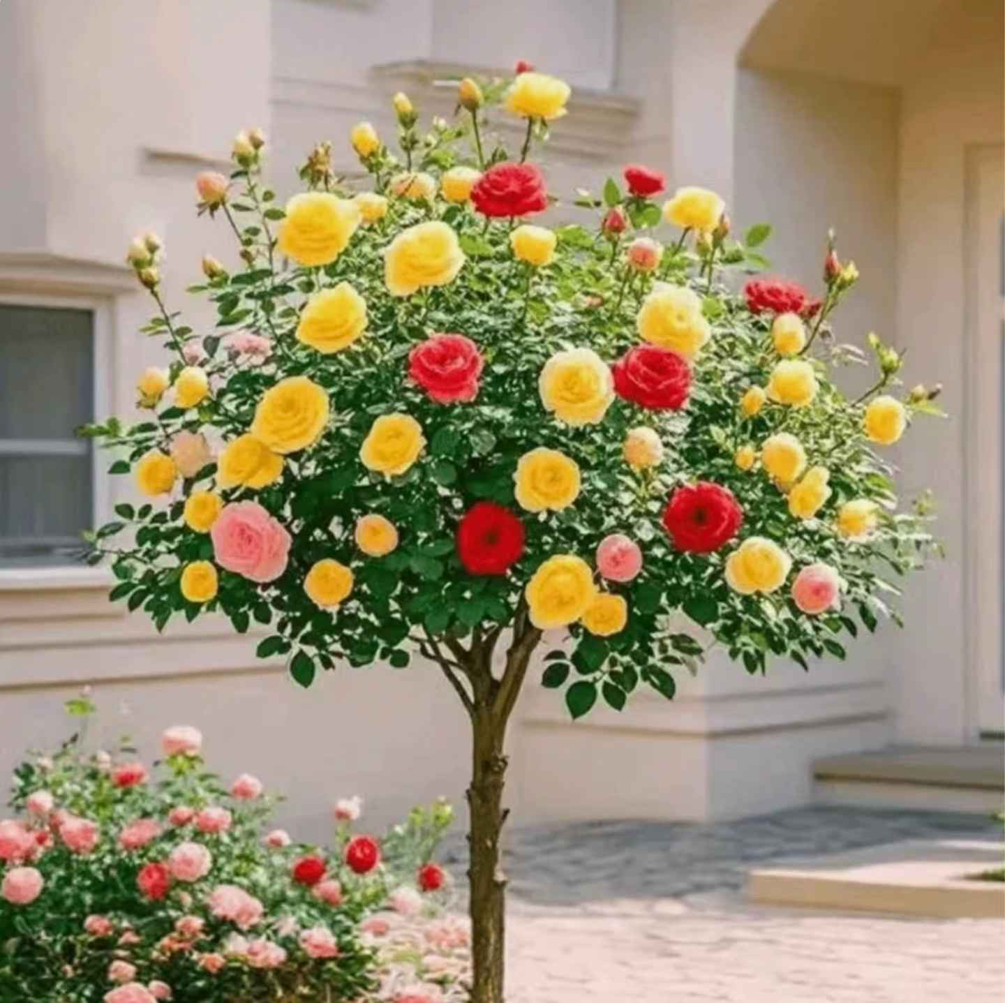 【1米-1.3米】多色棒棒糖大苗多色月季花苗南北方栽地栽四季开花