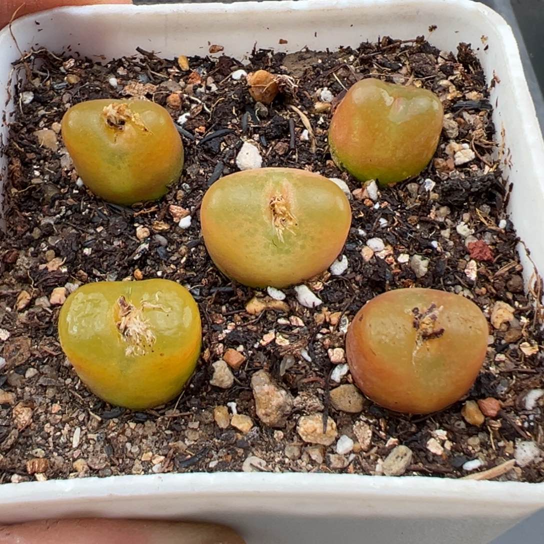 2.24好看的多肉脱土发货921