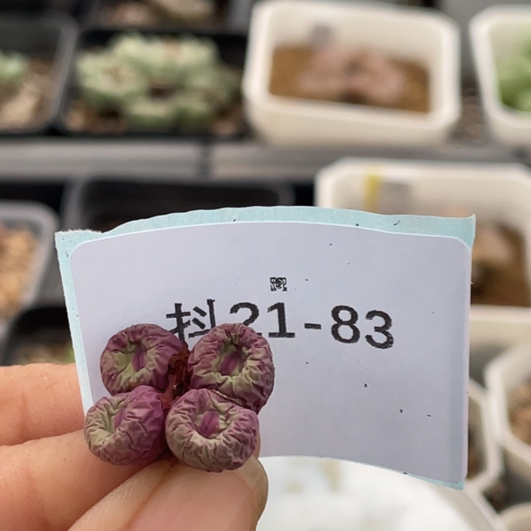 卖***柴21-83肉锥多肉植物