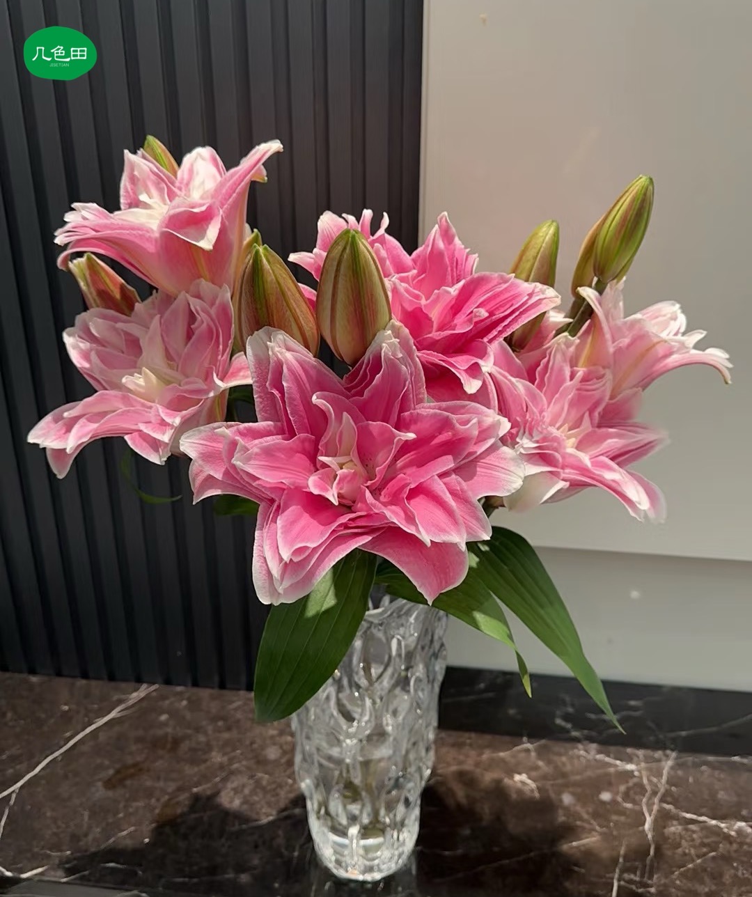 2头特伦蒂诺----重瓣百合云南直发鲜花云南花插花鲜花 