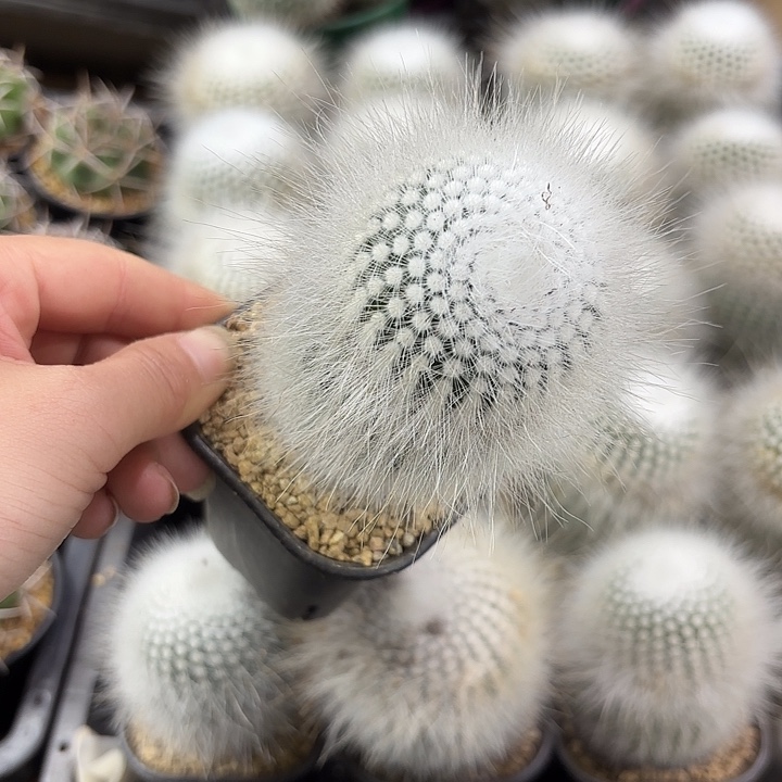 白小丁实生单头高脚杯随机一盆