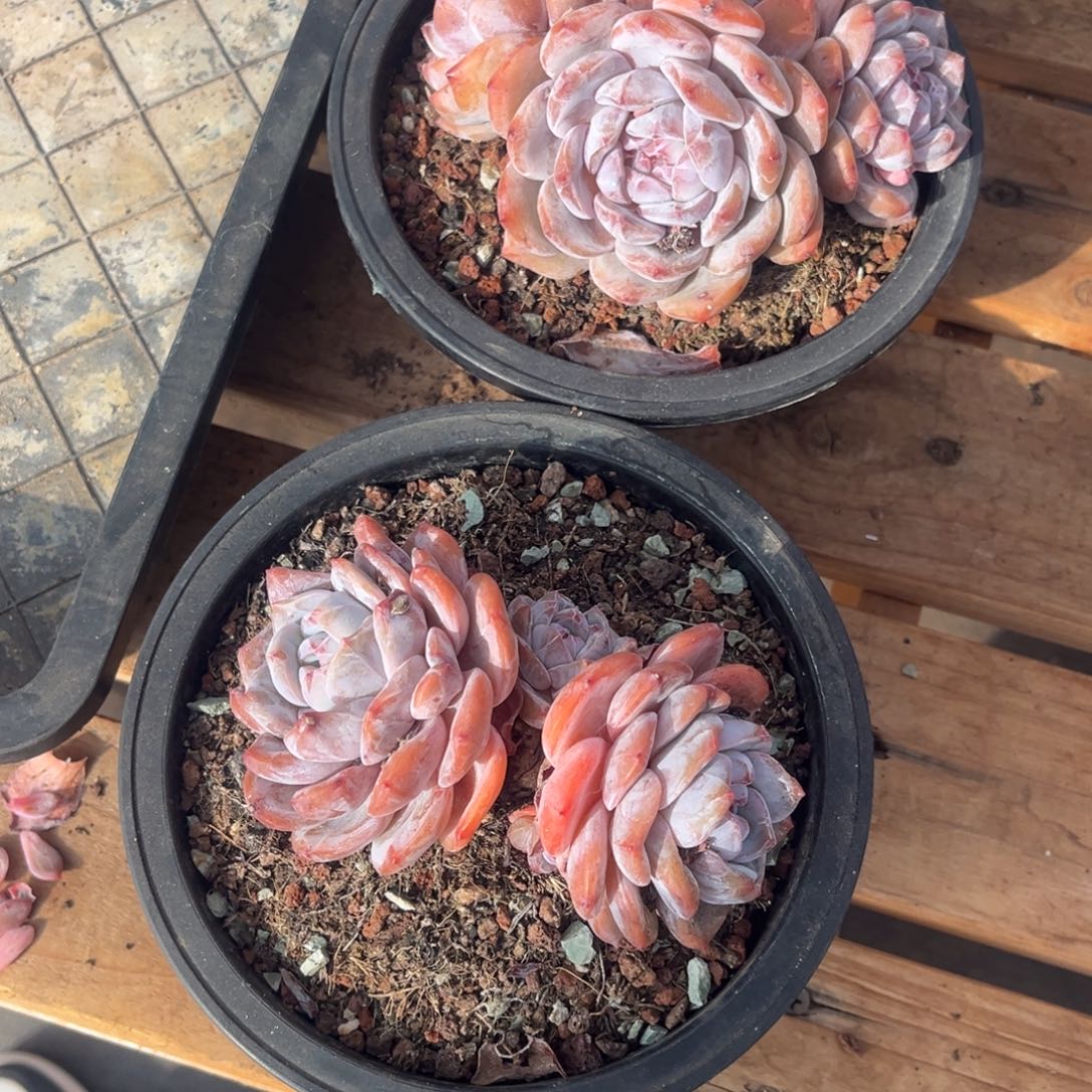 蔡***蔡星颖群生两颗专拍