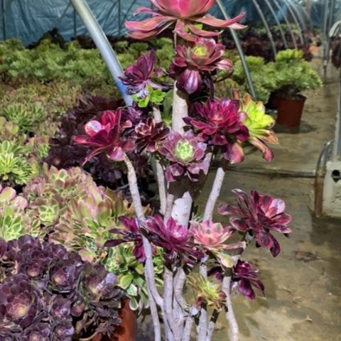 嫁接多肉植物017