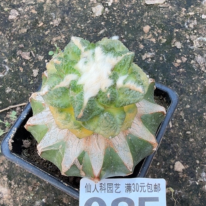 无花朵085辛顿牡丹锦东三
