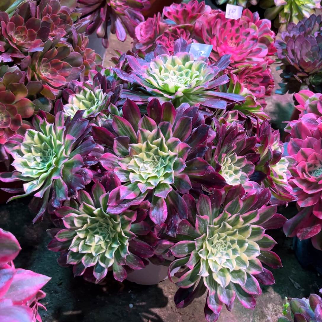 多肉植物天和602