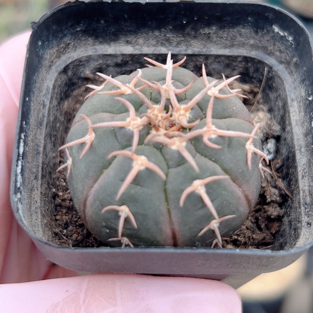 实生 猫爪仙人球