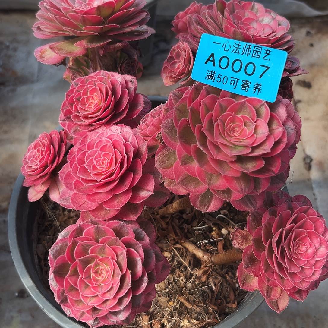 0007多肉植物海神