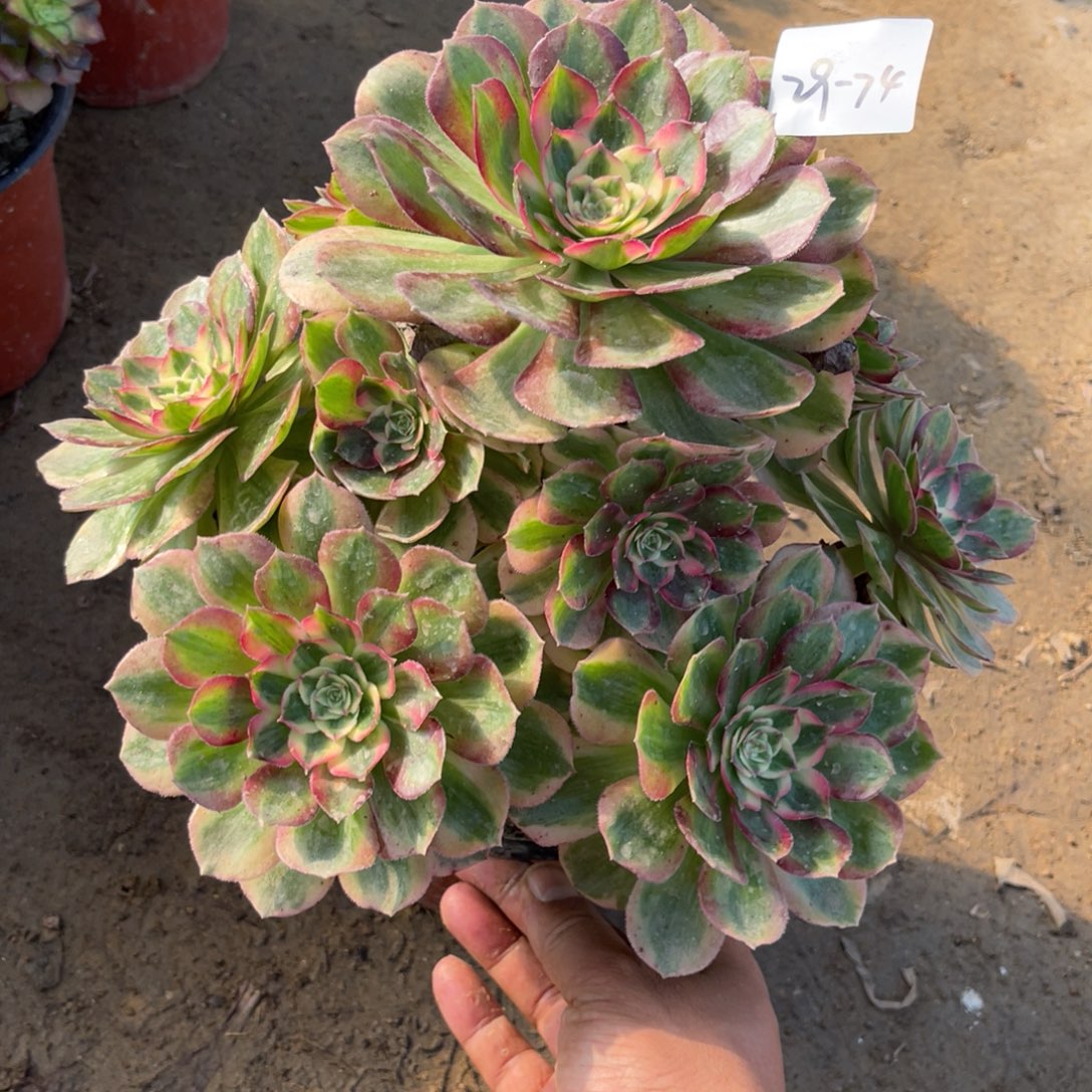 11-29-74玉姿法师锦