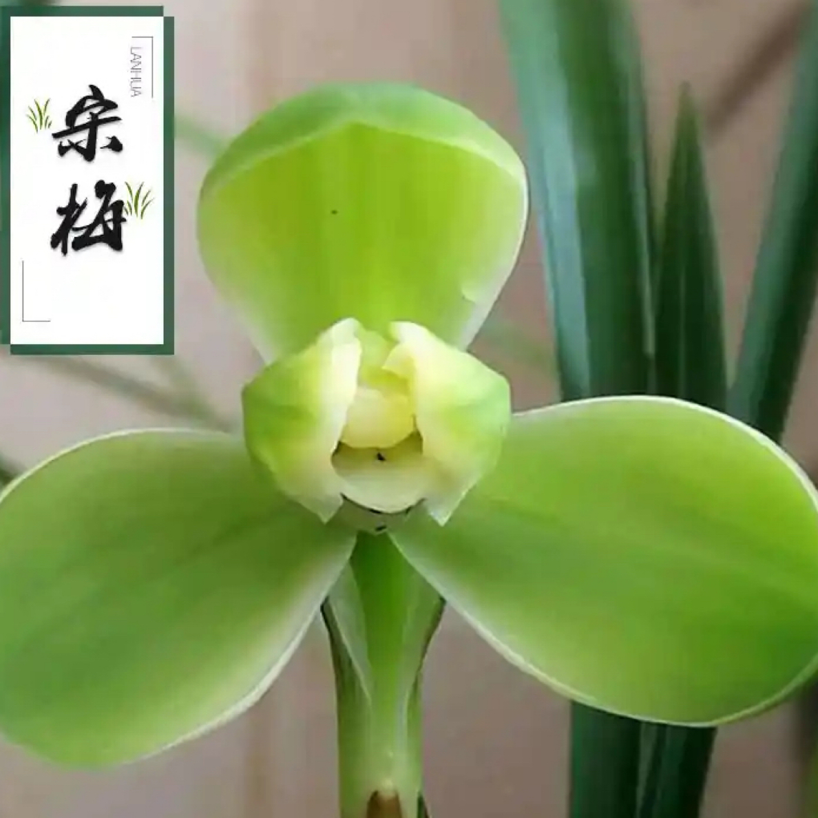 春兰宋梅 浓香经典老八种室内绿植花卉盆栽自然棚养殖兰花