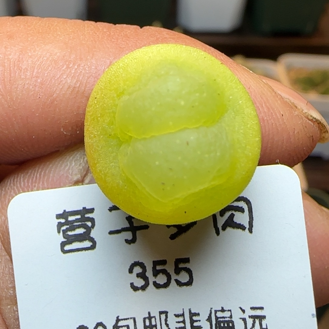 拉登1.5➕。       
